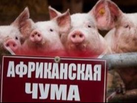 Африканская чума свиней: что нужно знать владельцу для защиты хозяйства.